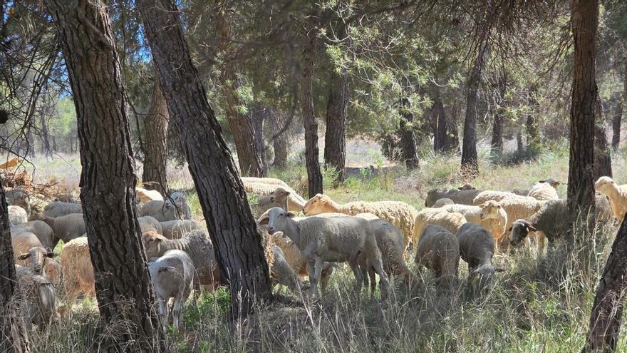 El ganado que planta cara a las llamas: los propietarios for