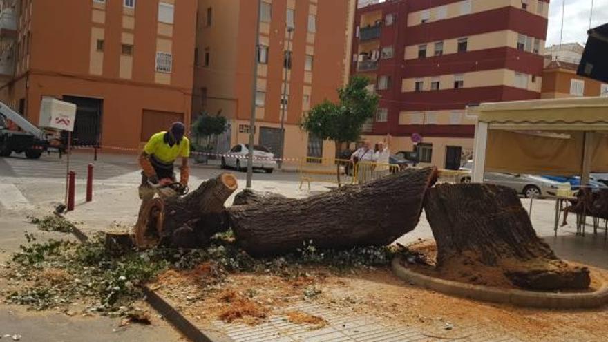 Un operario, ayer, tala el árbol que amenazaba con partirse.