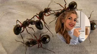 Canela en el cubo de la fregona: el truco contra las hormigas de la experta andaluza en hogar Rocío Butrón