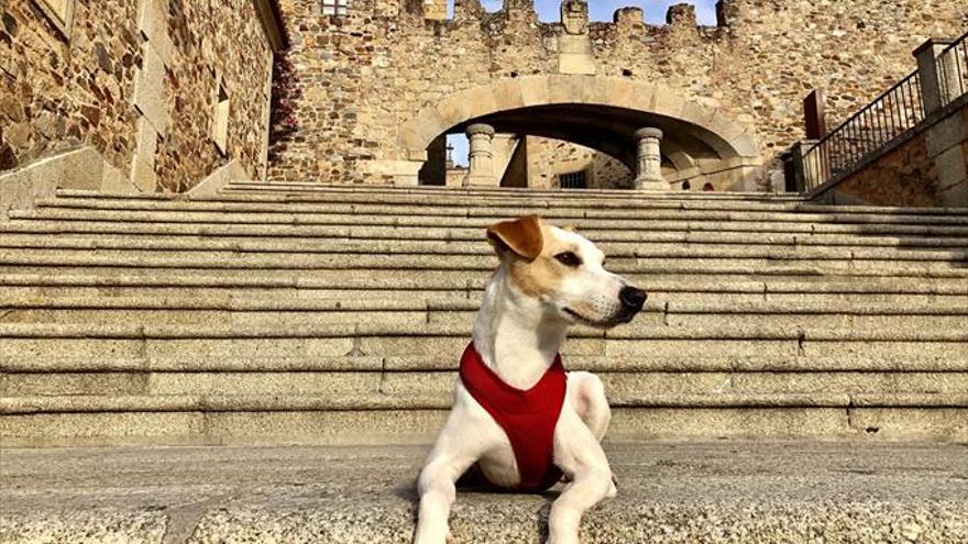 El perro ‘influencer’ visita Cáceres