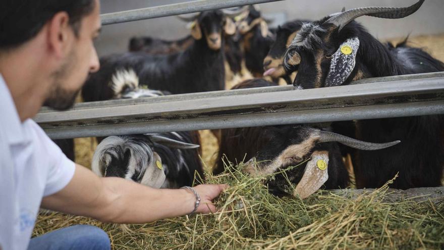 Un agricultor tinerfeño cuida a sus cabras en una explotación ganadera de Icod de los Vinos.