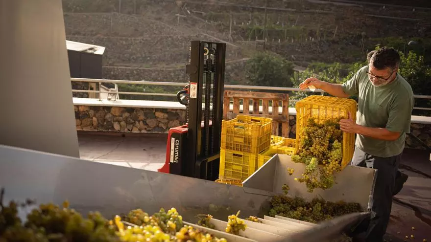 Tenerife pierde el 35% de la producción de uva por la sequía