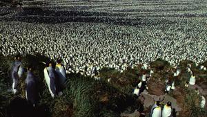 Colonia de pingüino rey en la Isla de los Cerdos.
