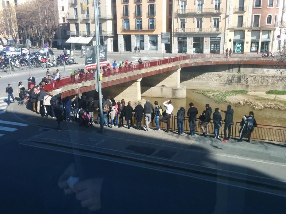 Una llúdriga a la Plaça Catalunya de Girona