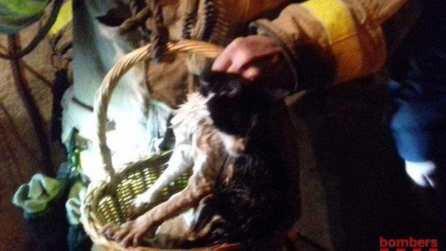 Rescaten un gat a Peralada que havia caigut a dins d&#039;un pou