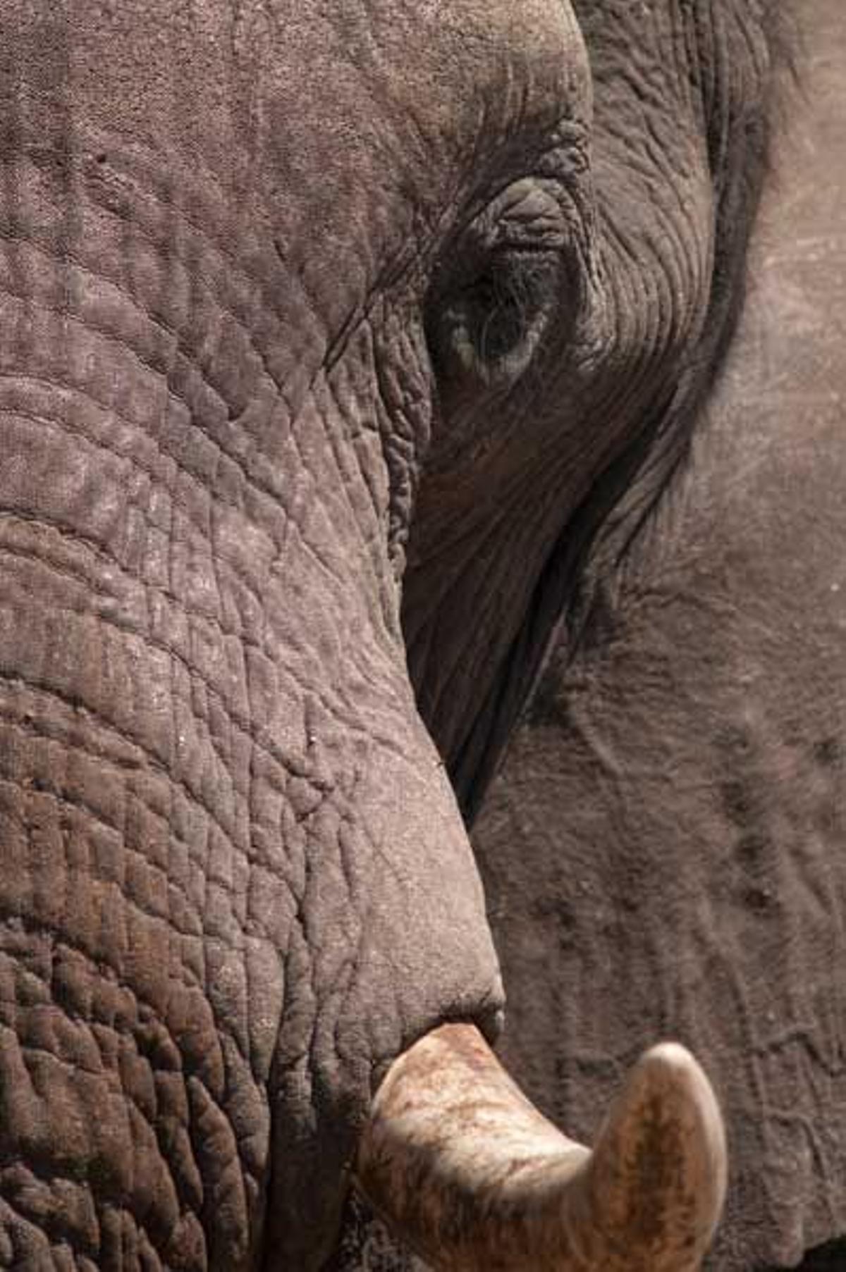 La concentración de elefantes en el Parque Nacional de Chobe, en Botsuana, y en particular en el área de Savute, es la mayor del mundo.