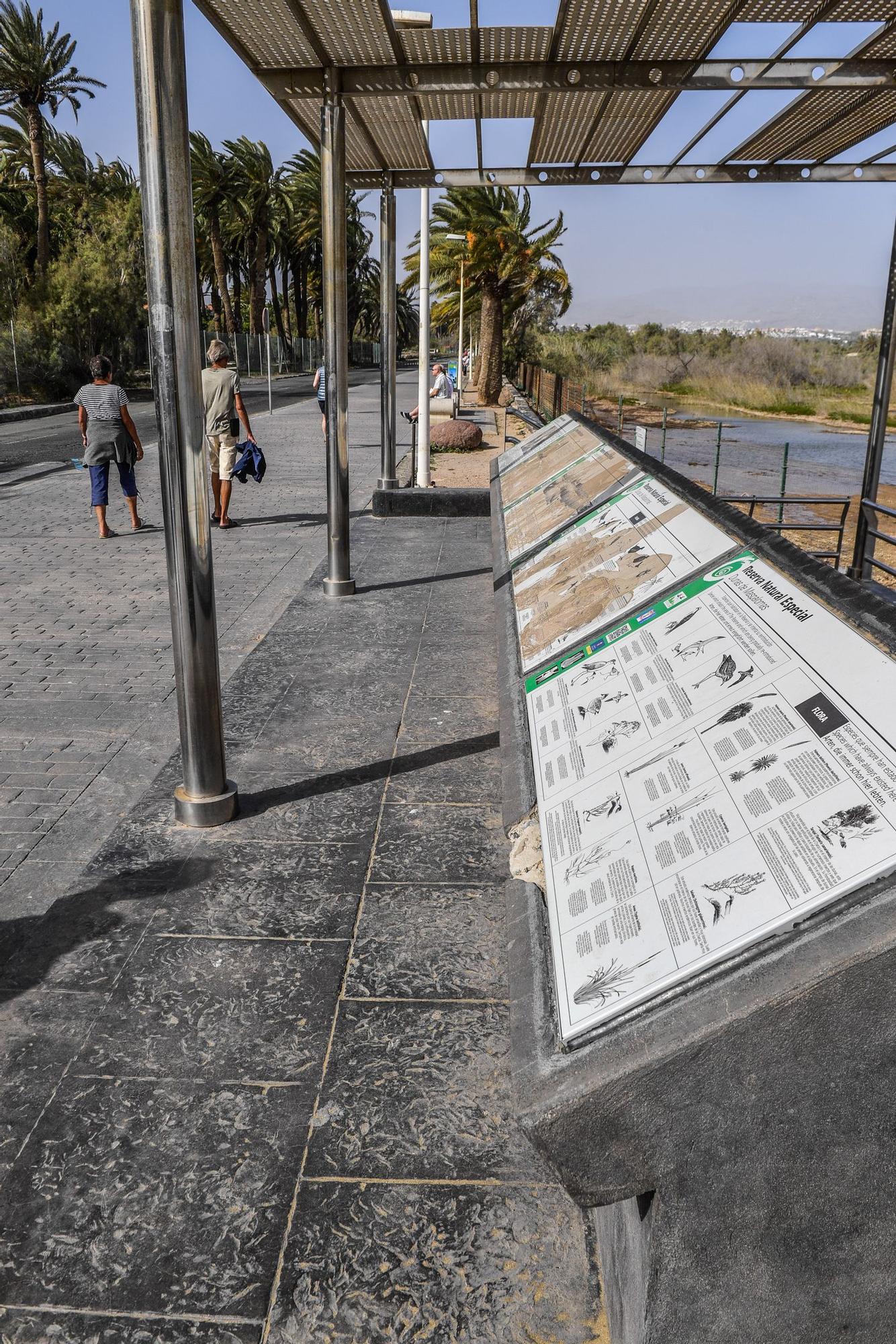 Avistamiento de fauna en la charca de Maspalomas