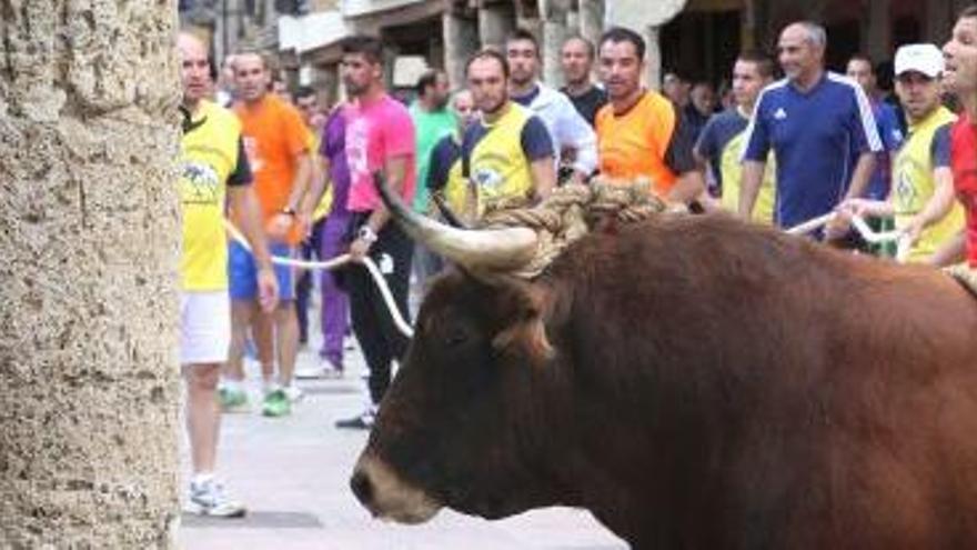 Toro enmaromado en Astudillo.