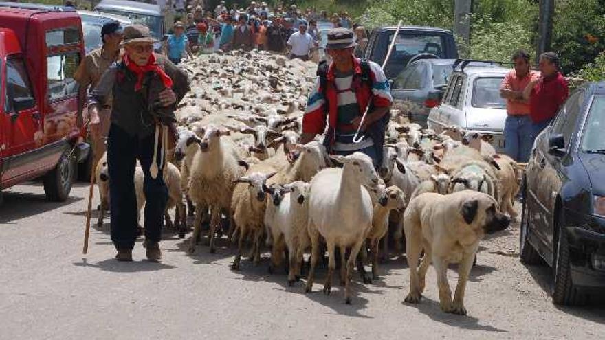 Un poderoso mastín &quot;boca negra&quot; encabeza la marcha de un rebaño de ovejas de un pueblo lobero