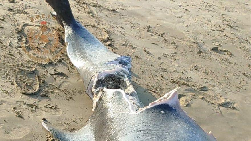 Delfín que apareció el viernes en la playa del Pinar.