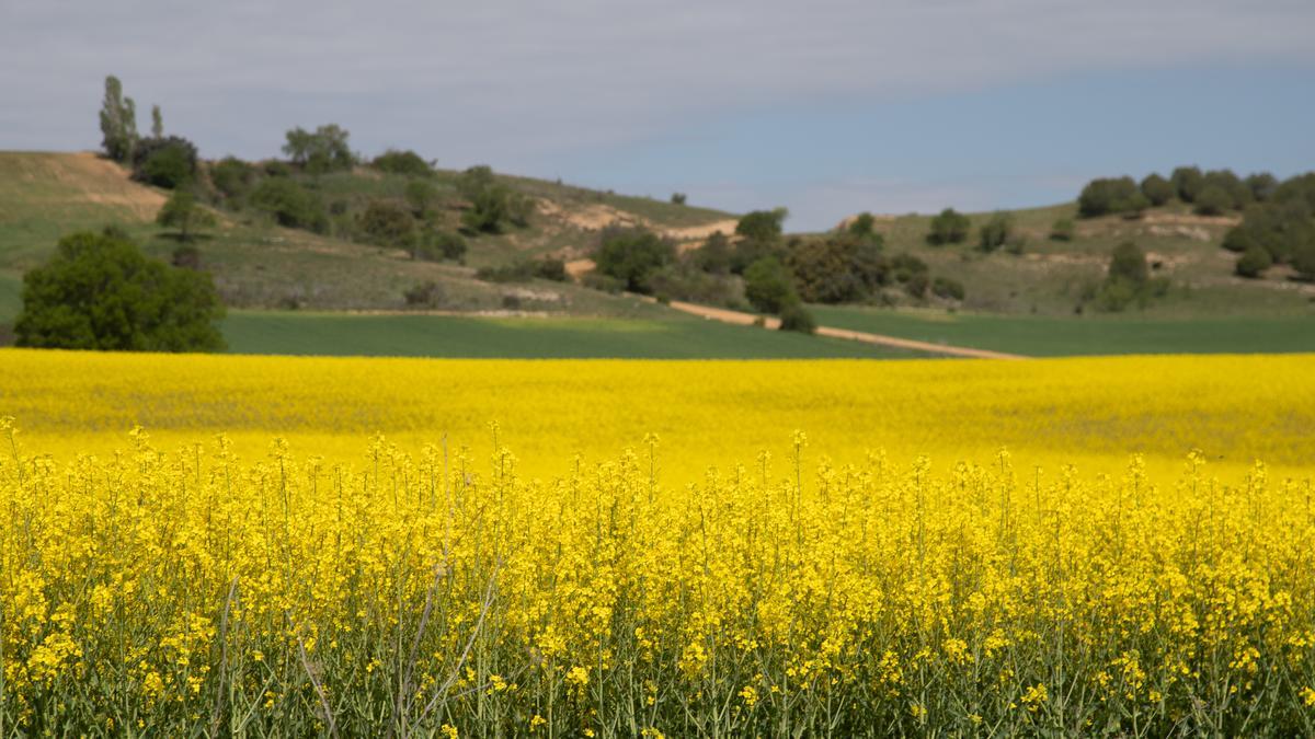 GALERÍA | La primavera tiñe de amarillo los campos de Zamora