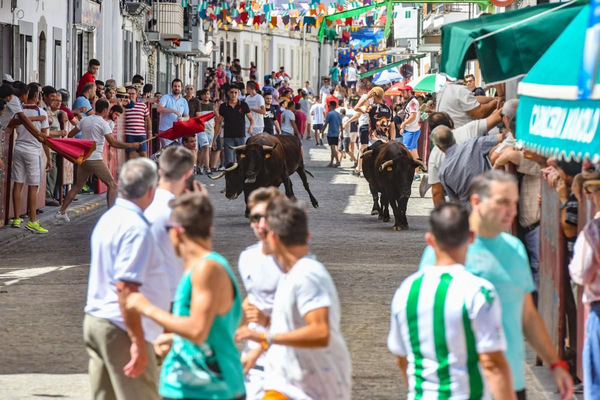 Encierro de las vaquillas de El Viso