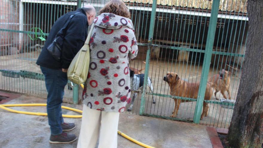 La Protectora de Figueres reivindica el seu paper com a refugi d’animals a la comarca