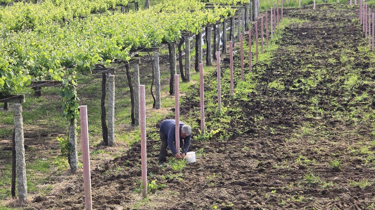 RÉCORD PRODUCCIÓN ALIMENTOS GALICIA | Galicia se consolida como potencia agroalimentaria: los productos con sello de calidad facturan 746 millones en 2025 liderados por vino y carne