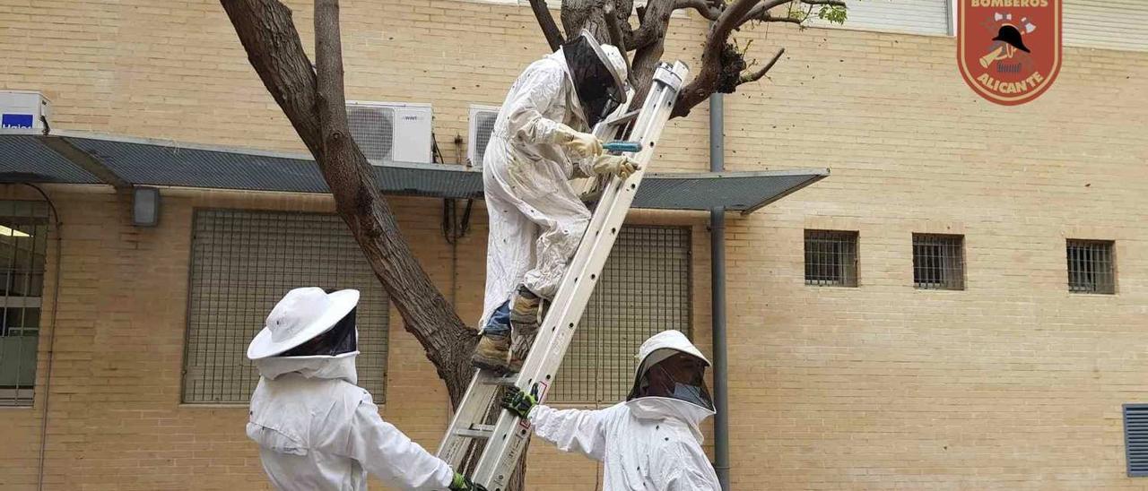 Retiran una colmena y cuatro enjambres de abejas en el IES Gran Vía en Alicant