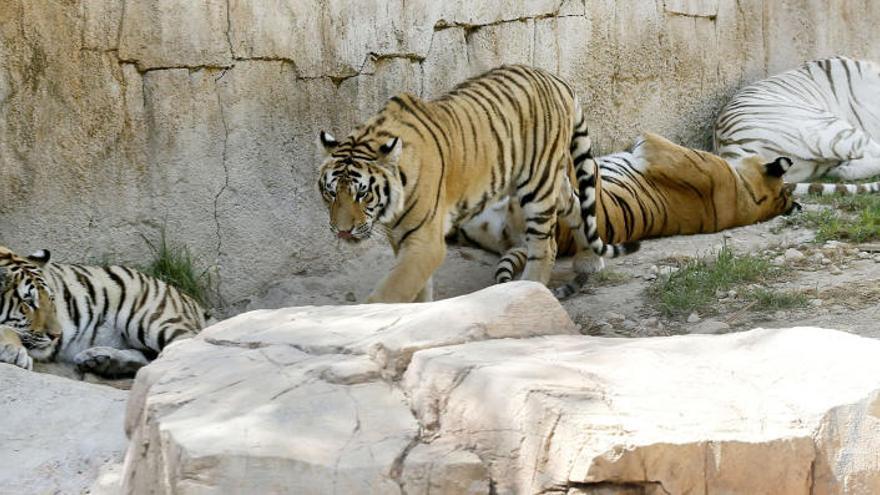 Procesan a tres responsables de Terra Natura por la muerte de una empleada a la que atacó un tigre
