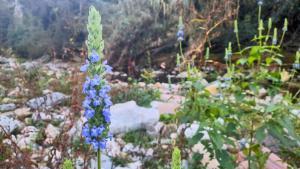 Ejemplar de Salvia hispanica, la planta derivada de las semillas de chía, detectada en el río Besós.