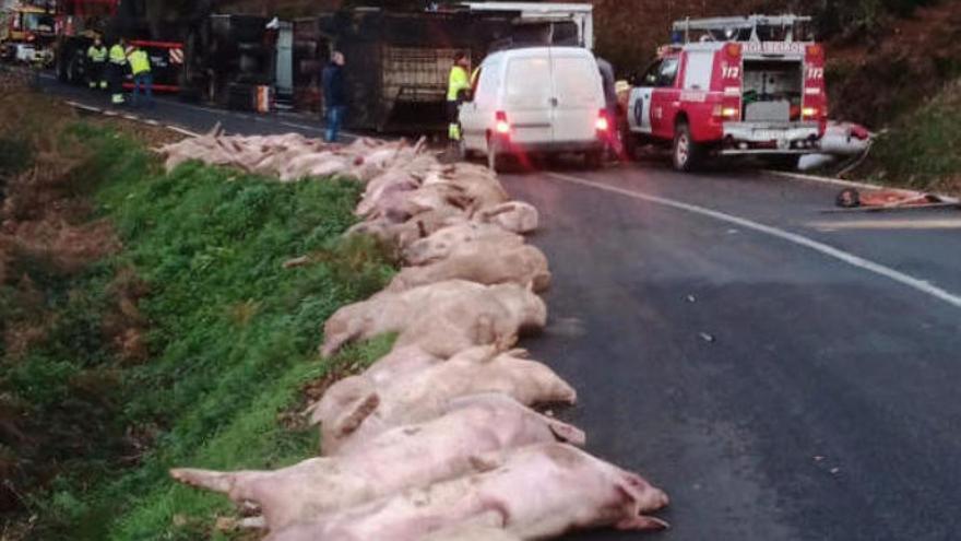 Muere un centenar de cerdos en un accidente en Pontevedra