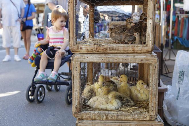Das authentische Mallorca: Besuch auf dem Wochenmarkt in Llucmajor