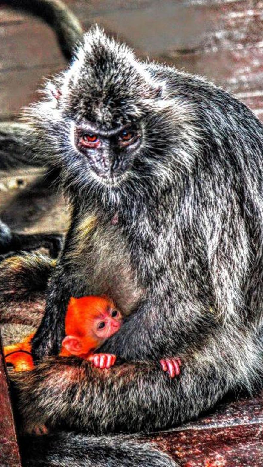 Los monos narigudos con narices más grandes tienen una vida sexual mejor