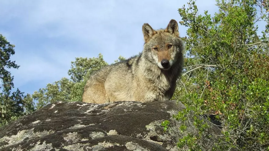 Ventana a la naturaleza: el lobo deja de estar protegido en Andalucía