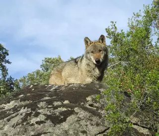 El lobo deja de estar protegido en Andalucía