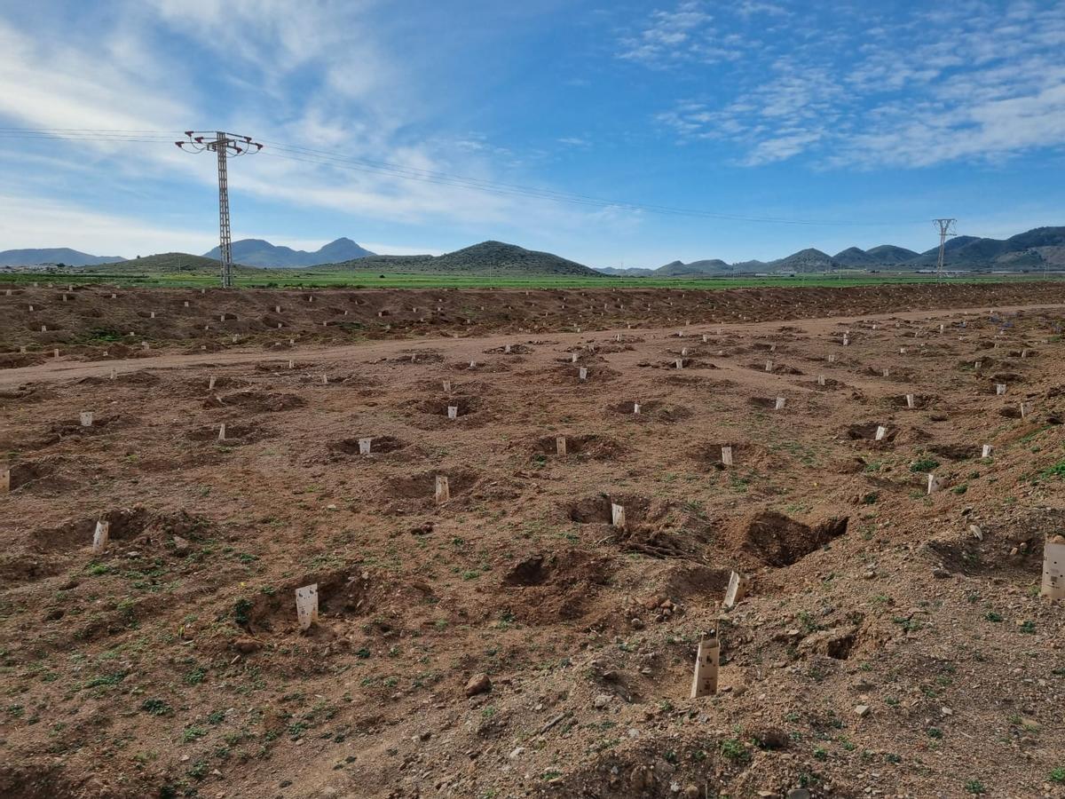 Restauración en el Barranco  Ponce con vegetación   autóctona