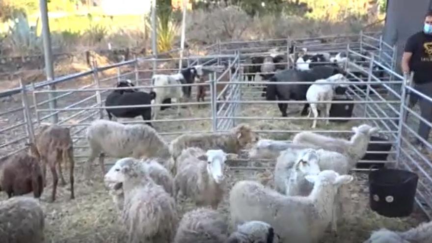 En las zonas afectadas por el volcán se sigue rescatando a animales que se quedaron atrás durante los precipitados desalojos