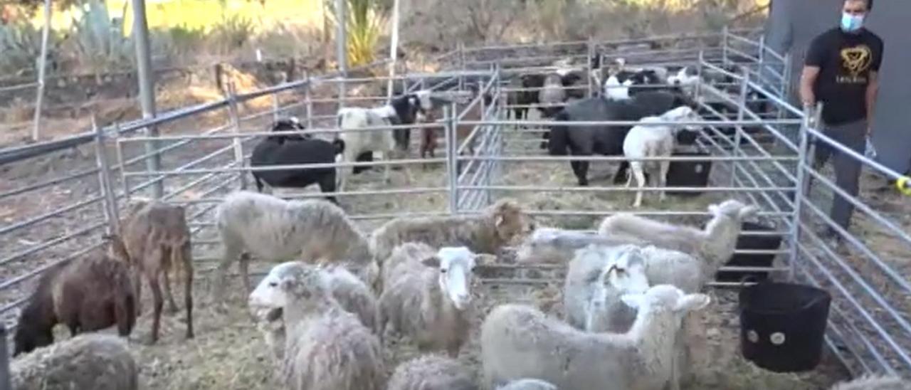 En las zonas afectadas por el volcán se sigue rescatando a animales que se quedaron atrás durante los precipitados desalojos