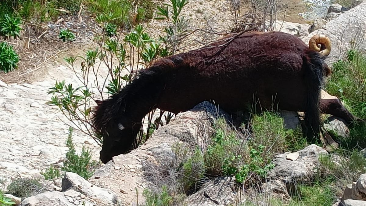 El caballo sin vida en una zona de la Rambla de Puça en Petrer.