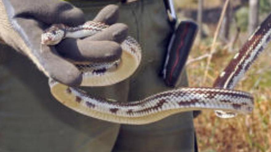 La aparición de serpientes fuerza a Mogán a estudiar medidas