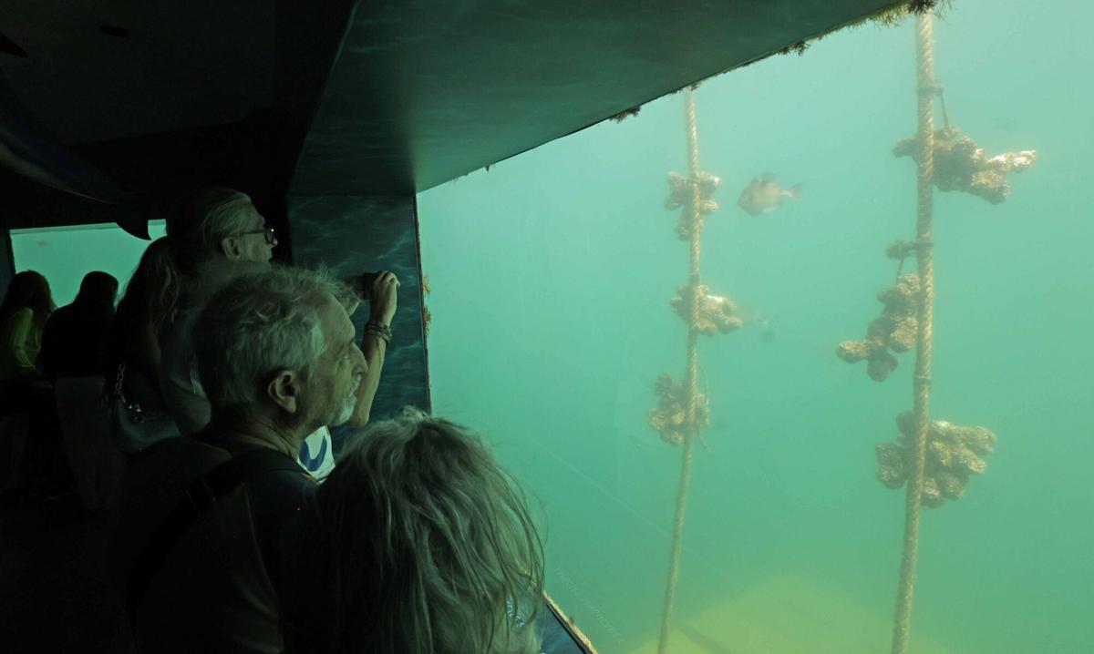 Abre «Atlántida», una ventana privilegiada para observar la riqueza de la ría de Vigo