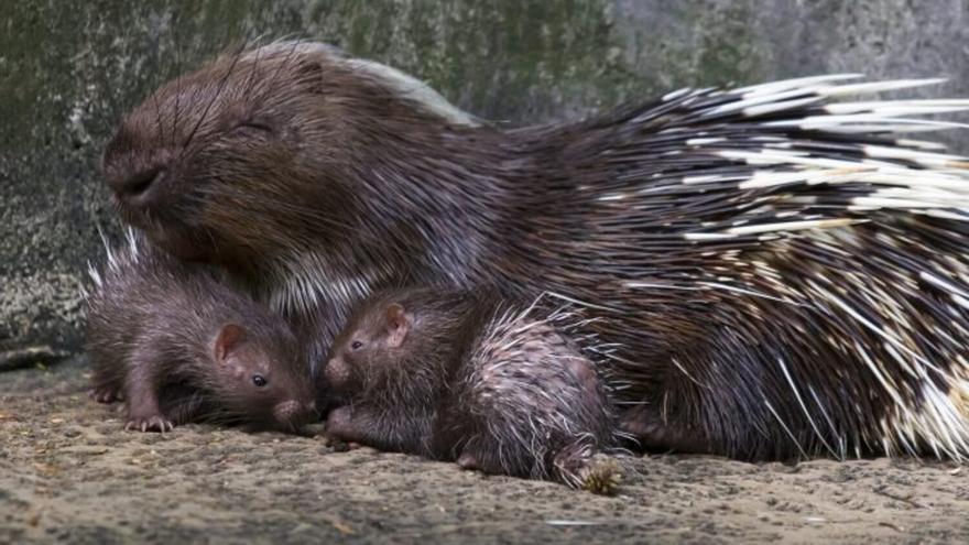 Nacen dos crías gemelas de puercoespín africano en un zoológico de Fuerteventura