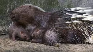 Nacen dos crías gemelas de puercoespín africano en un zoológico de Fuerteventura