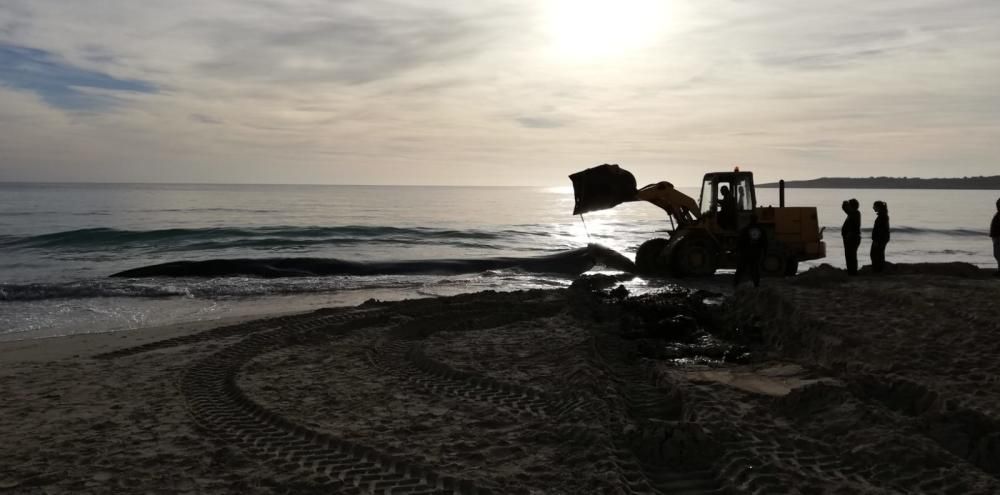 Una ballena muere en la playa de Cala Millor