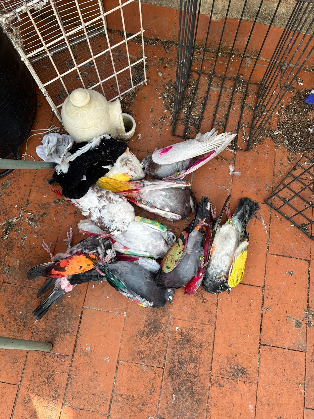 Varios palomos yacen muertos tras el ataque vandálico