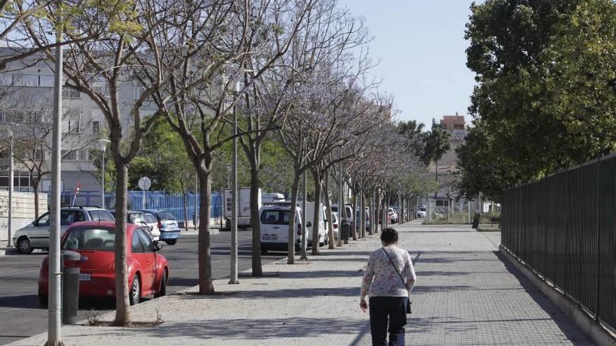 Critican la suciedad que causan las jacarandas