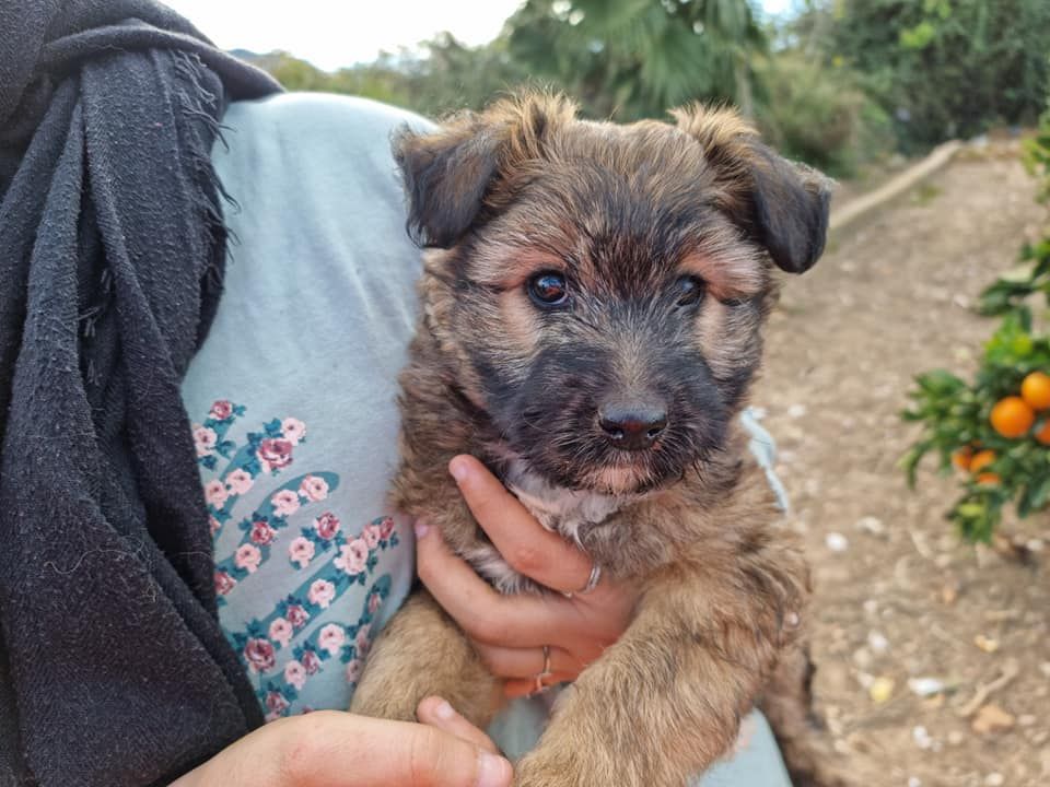 Rescatan a los cachorros de una perra callejera atropellada en Xàtiva