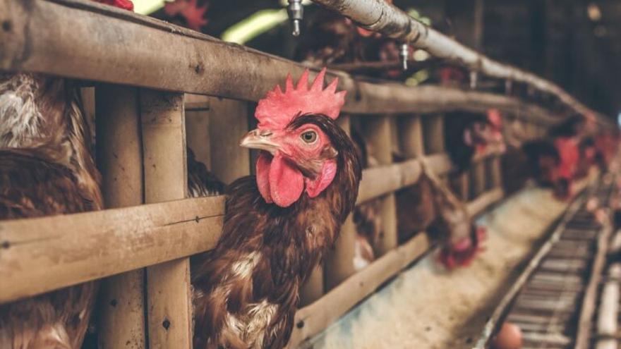 La nueva cepa de gripe aviar H5N8: una advertencia sobre las pandemias que vendrán