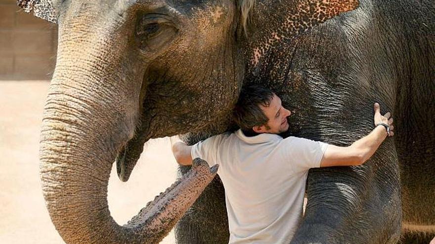 La elefanta del Parque Río Safari en Elche, &quot;Babaty&quot; se deja abrazar por su cuidador durante el espectáculo que realiza en dicho parque. Babaty es una elefanta única en el mundo que vive en un zoológico de Elche,   que tiene un &quot;don&quot; para relacionarse con los humanos, y desde hace un año participa en sesiones asistidas con menores que padecen parálisis cerebral, autismo, síndrome de Down y de Aspergel.