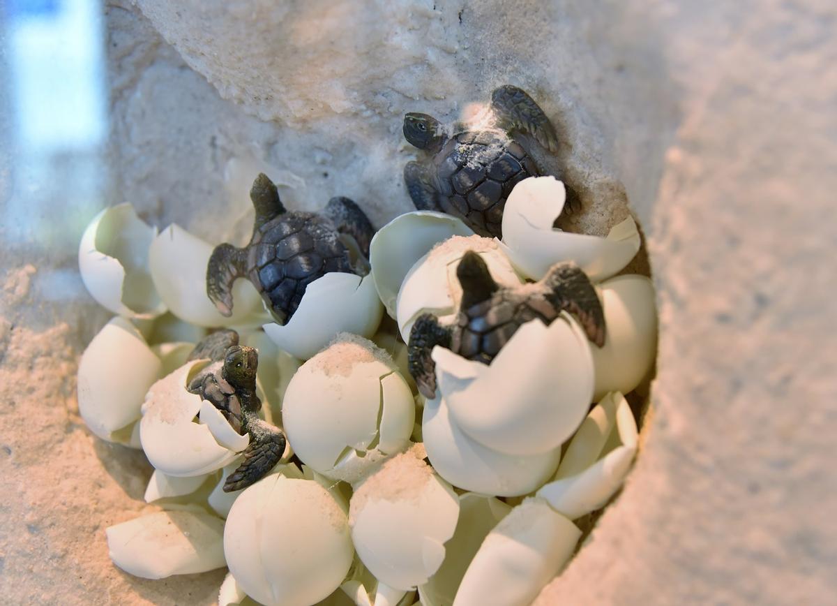 Puesta de huevos en una playa