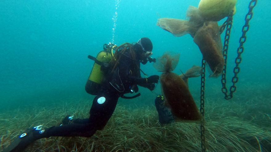 Els investigadors troben per primer cop larves de nacra a la Costa Brava després del paràsit que va arrasar l&#039;espècie