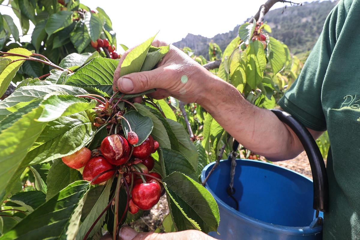 Cerezas agrietadas como consecuencia de la lluvia.