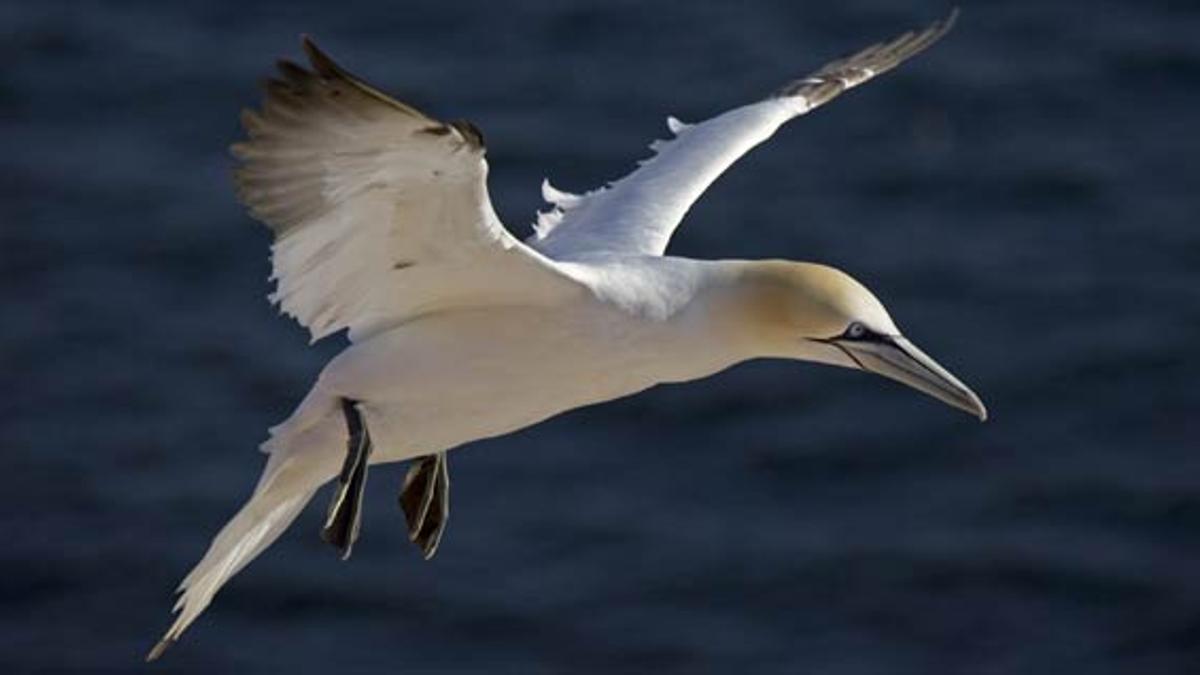 Cómo obtener los mejores resultados al fotografiar aves