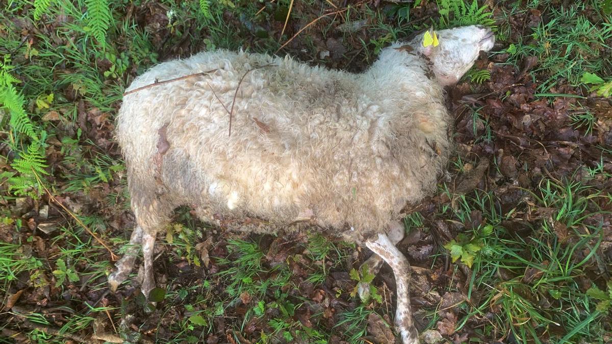 Un lobo mata a cuatro ovejas en una finca muy cerca de Santiago