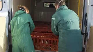 Saltan las alarmas en Badajoz por un foco de gripe aviar en una granja de pavos
