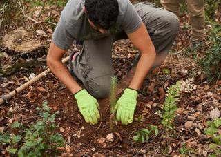 Reforestación: ¿Basta la regeneración natural para recuperar bosques?