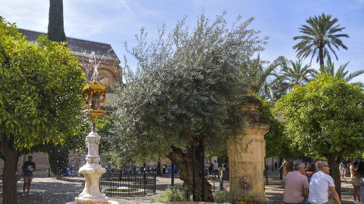 El estudio ha comprobado con sensores qué árboles reducen más la temperatura en las ciudades