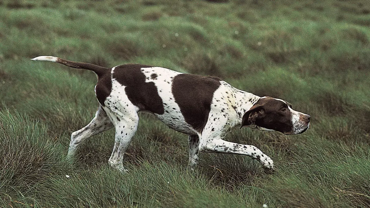 Pointer inglés: una de las mejores razas de perros de caza