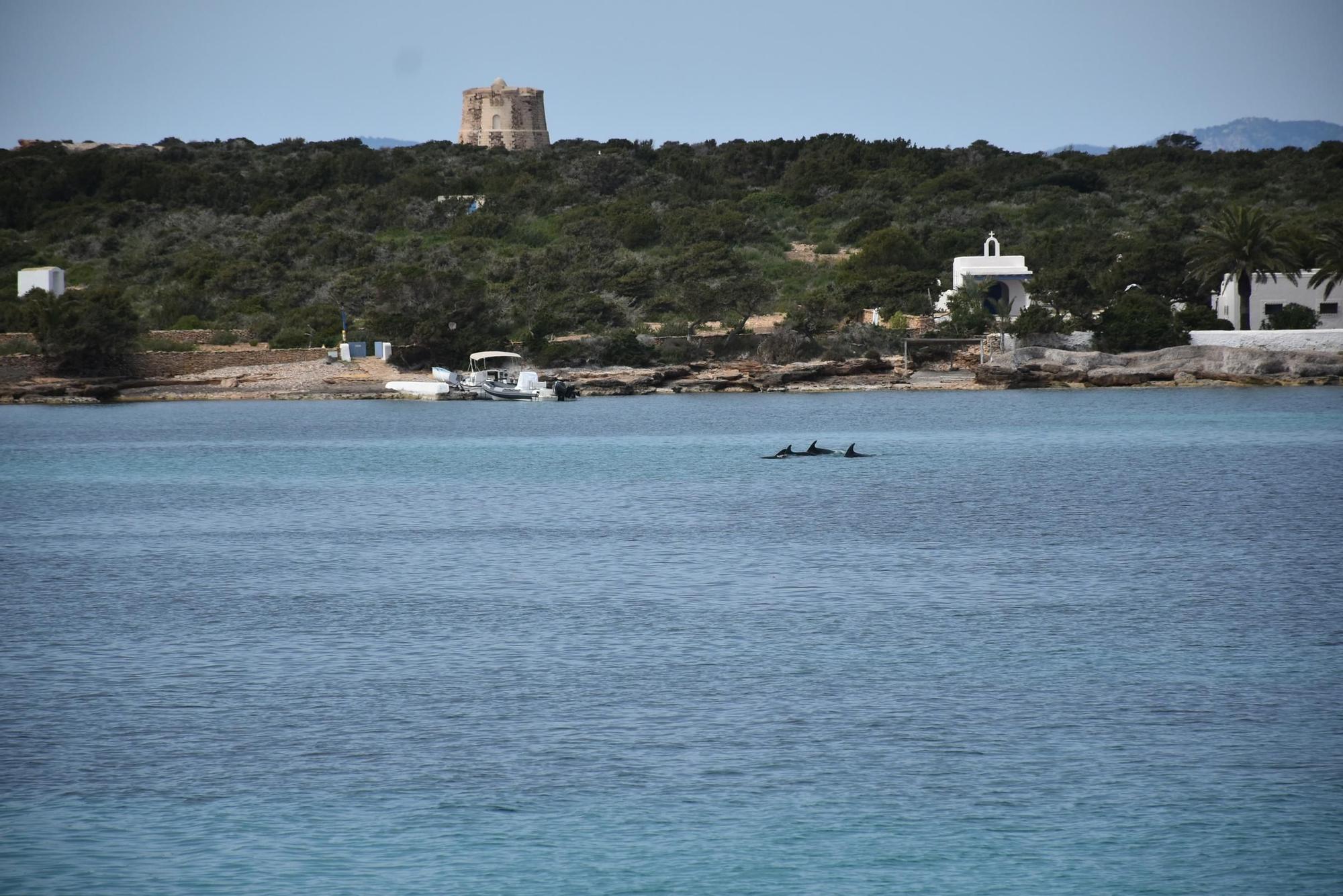 Delfines en  s'Espalmador